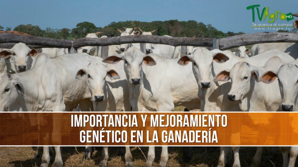 Mejoramiento Gen&eacute;tico del Ganado: Una Apuesta por una Ganader&iacute;a M&aacute;s Sostenible&nbsp;