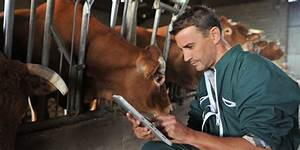 Cuidados del Ganado: Lo que necesitas saber para proteger a tus vacas&nbsp;