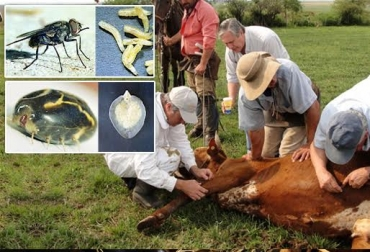 Cuidados del Ganado: Lo que necesitas saber para proteger a tus vacas&nbsp;