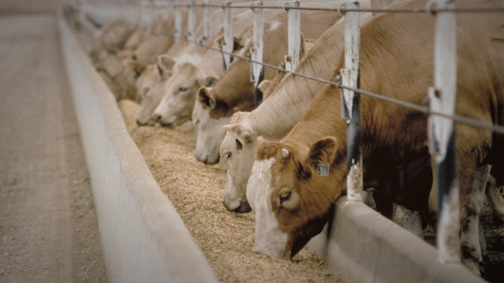 Cuidados del Ganado: Lo que necesitas saber para proteger a tus vacas&nbsp;