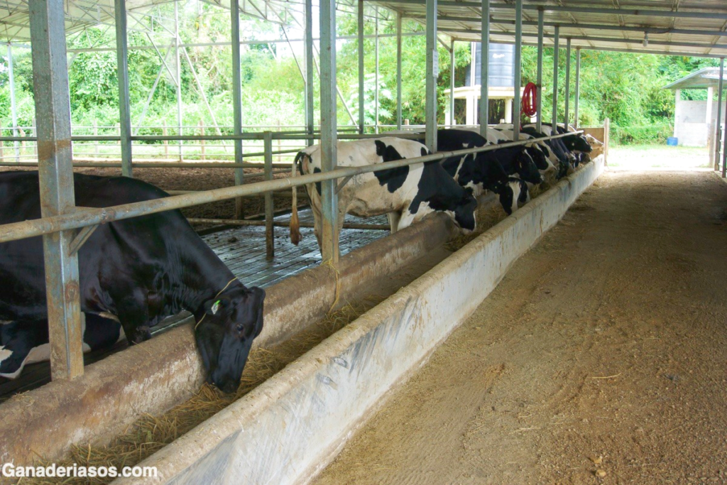 Cuidados del Ganado: Lo que necesitas saber para proteger a tus vacas&nbsp;