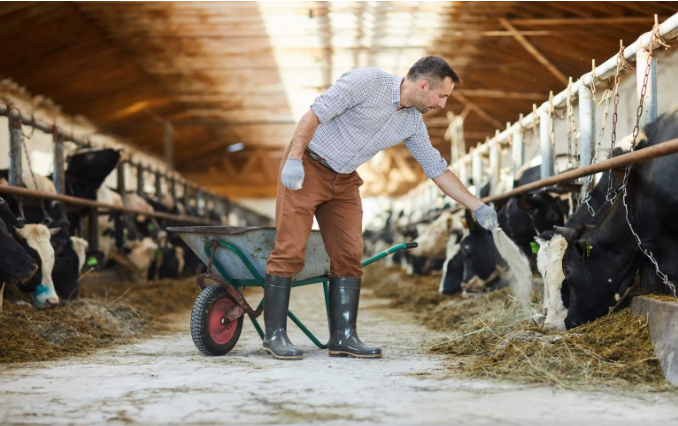 Cuidados del Ganado: Lo que necesitas saber para proteger a tus vacas&nbsp;