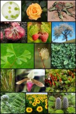 4 sucesos Ecológicos Fascinantes que Deberías Conocer 4 sucesos Ecológicos Fascinantes que Deberías Conocer