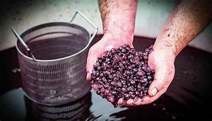 Innovaciones en técnicas de cultivo y vinificación: Cómo la tecnología está transformando la industria vinícola Innovaciones en técnicas de cultivo y vinificación: Cómo la tecnología está transformando la industria vinícola