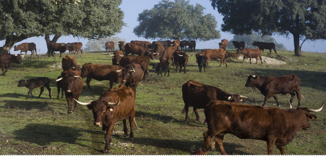Treseus | Guardianes del Terreno: Razas Aut&oacute;ctonas en la Ganader&iacute;a Extensiva&nbsp;