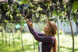El Apasionante Auge de los Vinos Ecol&oacute;gicos y de Comercio Justo&nbsp;