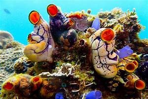 4 sucesos Ecológicos Fascinantes que Deberías Conocer 4 sucesos Ecológicos Fascinantes que Deberías Conocer