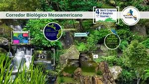 4 sucesos Ecológicos Fascinantes que Deberías Conocer 4 sucesos Ecológicos Fascinantes que Deberías Conocer