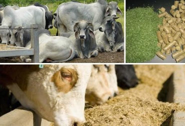 Luis Alejandro Sampayo Cabada | Descubre los Mejores Tipos de Alimentaci&oacute;n Animal para un Ganado Sano y Productivo&nbsp;
