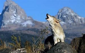 4 sucesos Ecológicos Fascinantes que Deberías Conocer 4 sucesos Ecológicos Fascinantes que Deberías Conocer