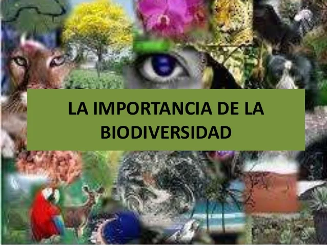 Hjalmar Jes&uacute;s Gibelli G&oacute;mez | La Biodiversidad de Venezuela: Un Tesoro Natural en Peligro