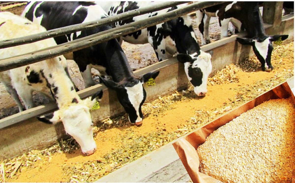Fuentes de Alimento para el Ganado: Forrajes, Concentrados y Suplementos