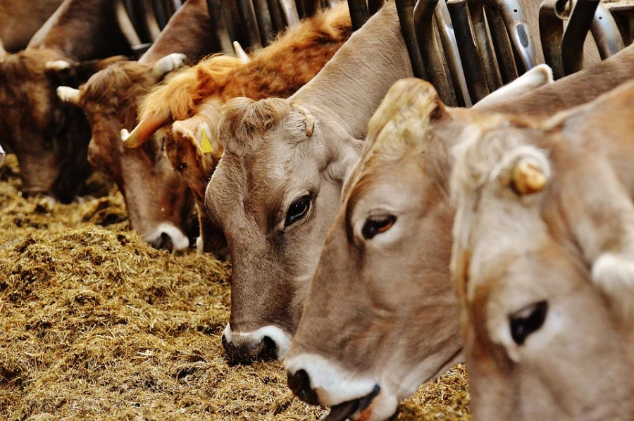 Treseus |Formulaci&oacute;n de Dietas seg&uacute;n la Clase de Animal y su Etapa Productiva