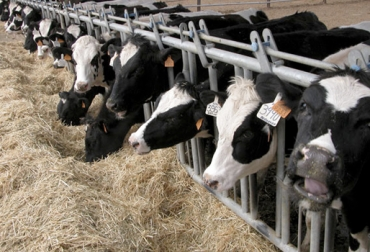 Treseus | Nutrición Bovina: Los Pilares Fundamentales para una Ganadería Saludable