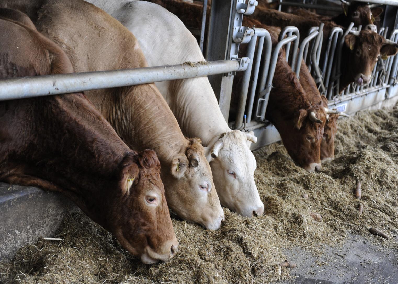 Treseus | Nutrición Bovina: Los Pilares Fundamentales para una Ganadería Saludable