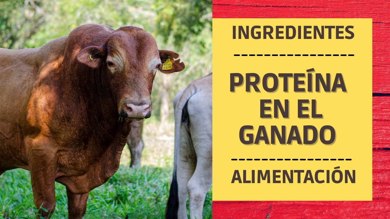 Treseus | Estrategias para optimizar el consumo de materia seca en el ganado