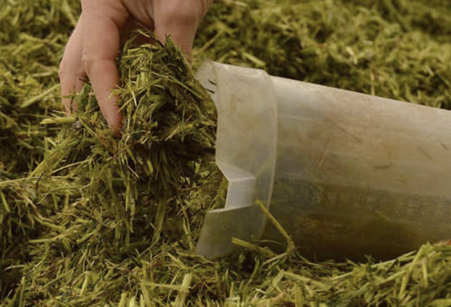 Treseus | Estrategias para optimizar el consumo de materia seca en el ganado