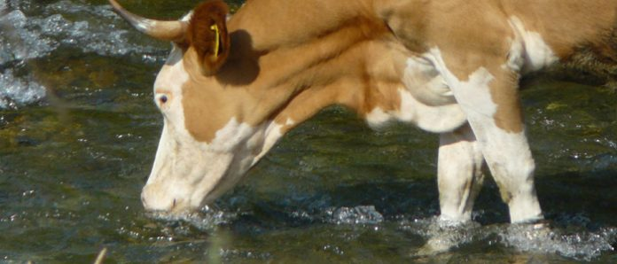Treseus | Nutrición Bovina: Los Pilares Fundamentales para una Ganadería Saludable