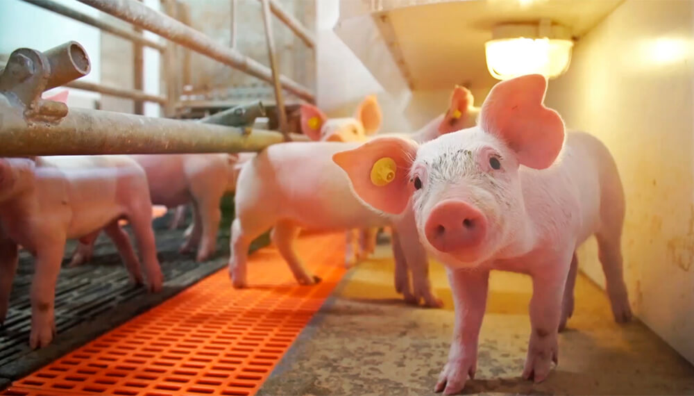 Treseus |Formulaci&oacute;n de Dietas seg&uacute;n la Clase de Animal y su Etapa Productiva