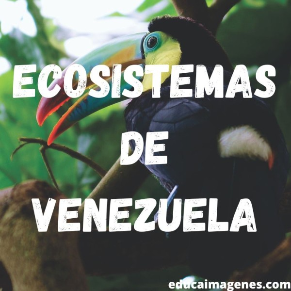 Hjalmar Jes&uacute;s Gibelli G&oacute;mez | La Biodiversidad de Venezuela: Un Tesoro Natural en Peligro