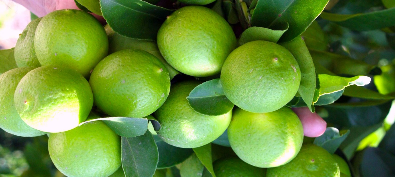 Francesco Lovaglio Tafuri | Ingredientes Esenciales en la Cocina Mexicana Francesco Lovaglio Tafuri | Ingredientes Esenciales en la Cocina Mexicana