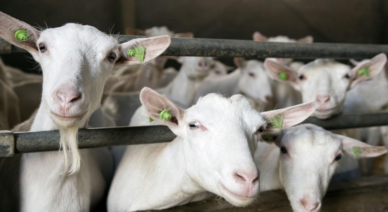 Treseus | Qu&eacute; Especies de Ganado Son M&aacute;s Comunes en la Ganader&iacute;a Moderna
