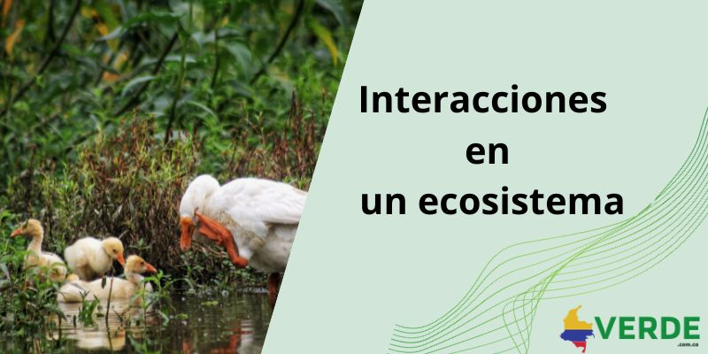 El Equilibrio Invisible: Explorando el Papel Crucial de los Factores Abi&oacute;ticos y Bi&oacute;ticos en la Ecolog&iacute;a con Hjalmar Jes&uacute;s Gibelli