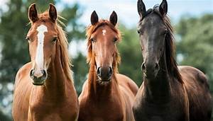 Treseus | Qu&eacute; Especies de Ganado Son M&aacute;s Comunes en la Ganader&iacute;a Moderna