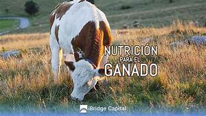 El papel fundamental de la alimentación en la crianza saludable del ganado vacuno con Luis Alejandro Sampayo Cabada El papel fundamental de la alimentación en la crianza saludable del ganado vacuno con Luis Alejandro Sampayo Cabada