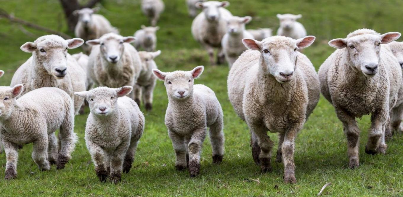 Treseus | Qu&eacute; Especies de Ganado Son M&aacute;s Comunes en la Ganader&iacute;a Moderna