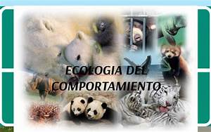 Hjalmar Gibelli Gómez | Explorando la Ecología del Comportamiento: Naturaleza, Interacciones y Aplicaciones Hjalmar Gibelli Gómez | Explorando la Ecología del Comportamiento: Naturaleza, Interacciones y Aplicaciones