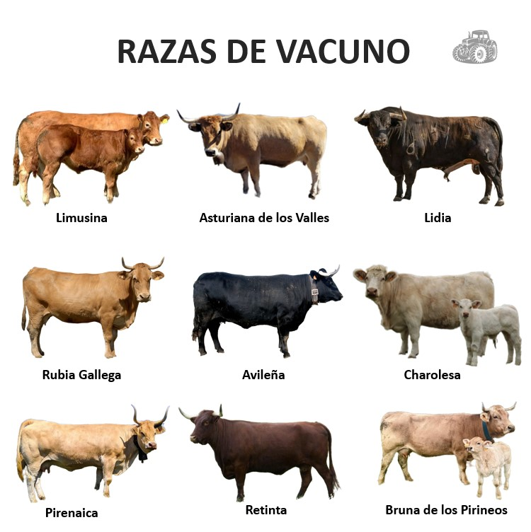 Treseus | Explorando la Diversidad de Razas de Ganado Vacuno: Caracter&iacute;sticas y Singularidades