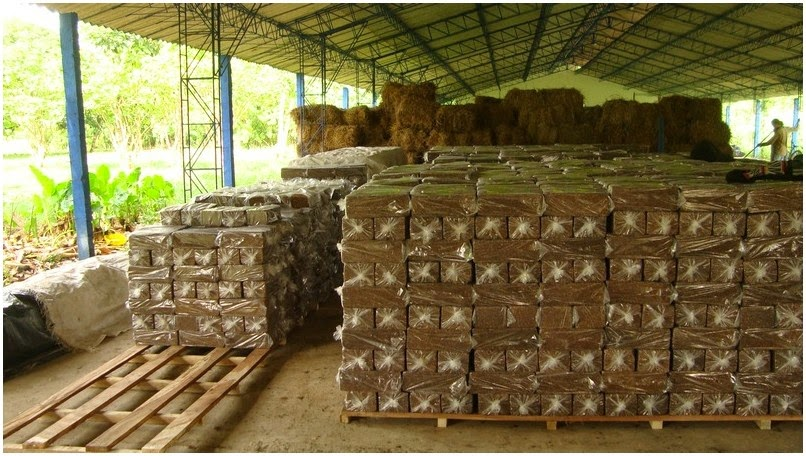 Beneficios del Uso de Bloques de Melaza-Urea-Minerales