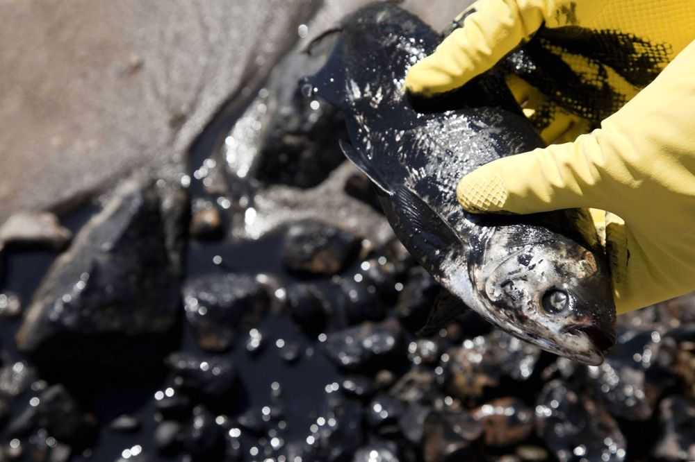 C&oacute;mo Afecta el Derrame de Petr&oacute;leo a la Biodiversidad Marina