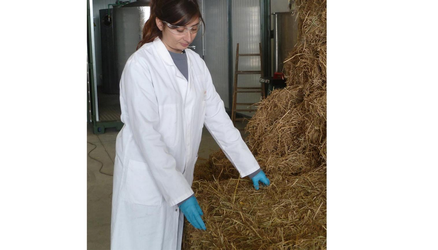Treseus | C&oacute;mo mejorar la calidad de la paja para el ganado