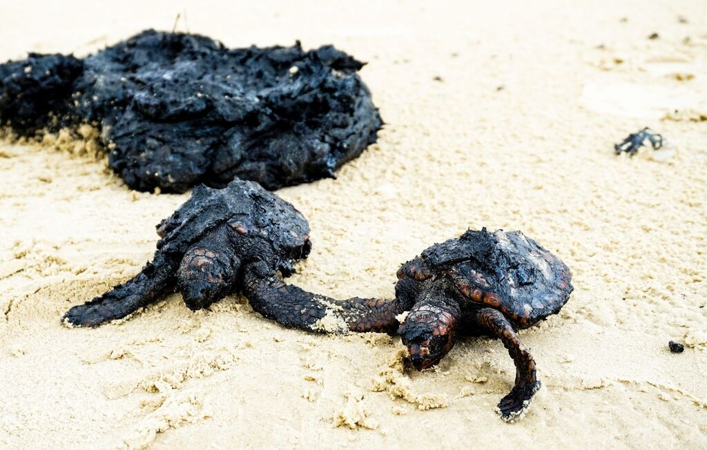 C&oacute;mo Afecta el Derrame de Petr&oacute;leo a la Biodiversidad Marina