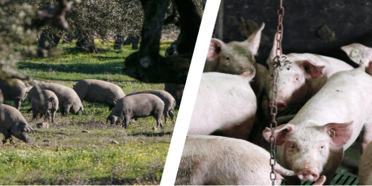 Treseus: Ventajas de la Ganadería Extensiva sobre la Intensiva Treseus: Ventajas de la Ganadería Extensiva sobre la Intensiva