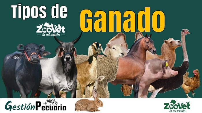 Tipos de Ganado M&aacute;s Comunes en la Ganader&iacute;a Moderna