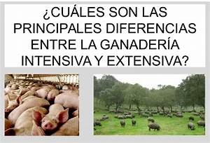Diferencias entre la Ganader&iacute;a Extensiva e Intensiva