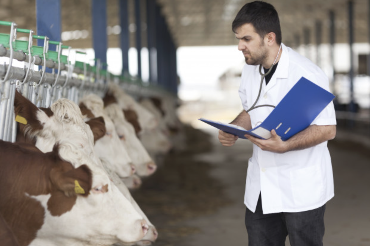 C&oacute;mo Afecta la Alimentaci&oacute;n del Ganado a la Calidad de los Productos L&aacute;cteos y C&aacute;rnicos