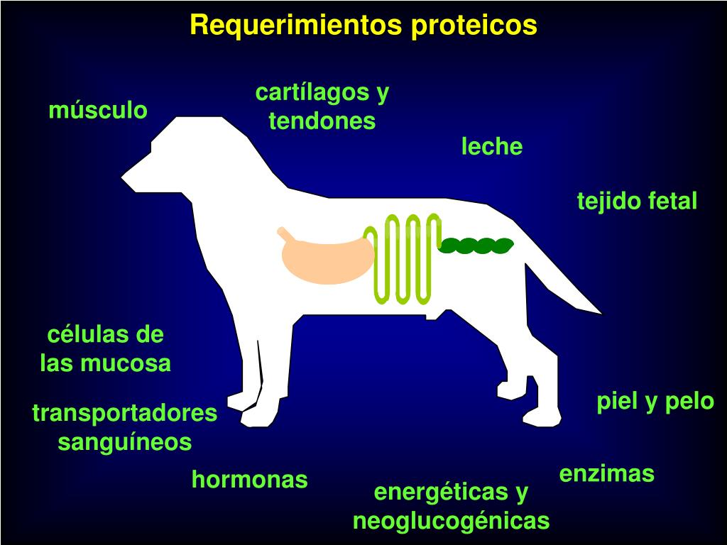 Diferencias entre la Alimentación de Rumiantes y Monogástricos: Un Análisis Detallado Diferencias entre la Alimentación de Rumiantes y Monogástricos: Un Análisis Detallado