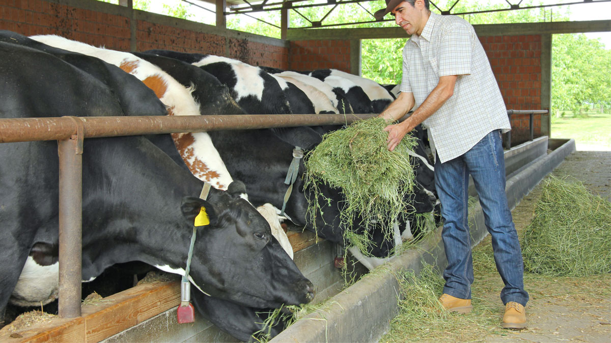 C&oacute;mo Afecta la Alimentaci&oacute;n del Ganado a la Calidad de los Productos L&aacute;cteos y C&aacute;rnicos
