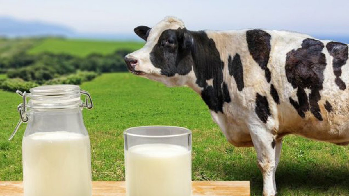 C&oacute;mo Afecta la Alimentaci&oacute;n del Ganado a la Calidad de los Productos L&aacute;cteos y C&aacute;rnicos
