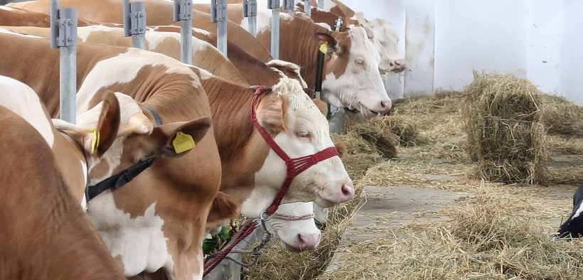 C&oacute;mo Afecta la Alimentaci&oacute;n del Ganado a la Calidad de los Productos L&aacute;cteos y C&aacute;rnicos