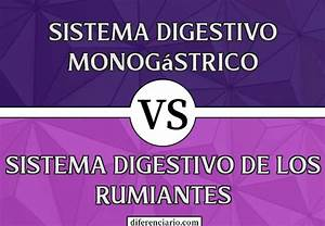 Diferencias entre la Alimentación de Rumiantes y Monogástricos: Un Análisis Detallado Diferencias entre la Alimentación de Rumiantes y Monogástricos: Un Análisis Detallado