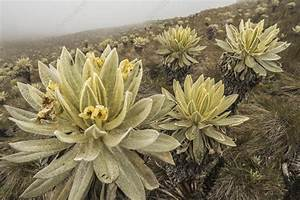 Qué Especies Endémicas se Encuentran en los Páramos Venezolanos Qué Especies Endémicas se Encuentran en los Páramos Venezolanos
