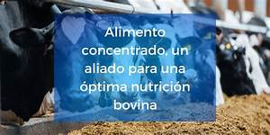 5 tipos de Alimentación Más Recomendables para Cada Tipo de Ganado 5 tipos de Alimentación Más Recomendables para Cada Tipo de Ganado