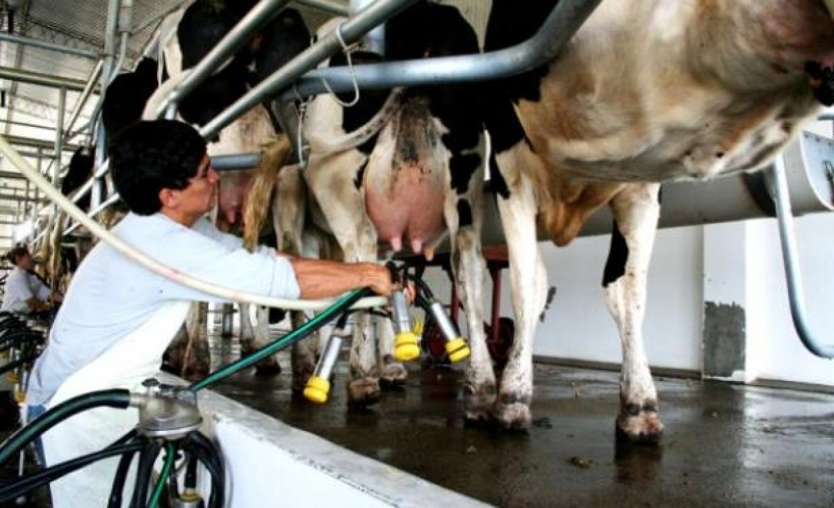 La Importancia de la Vitamina Hormona D en Vacas Lecheras