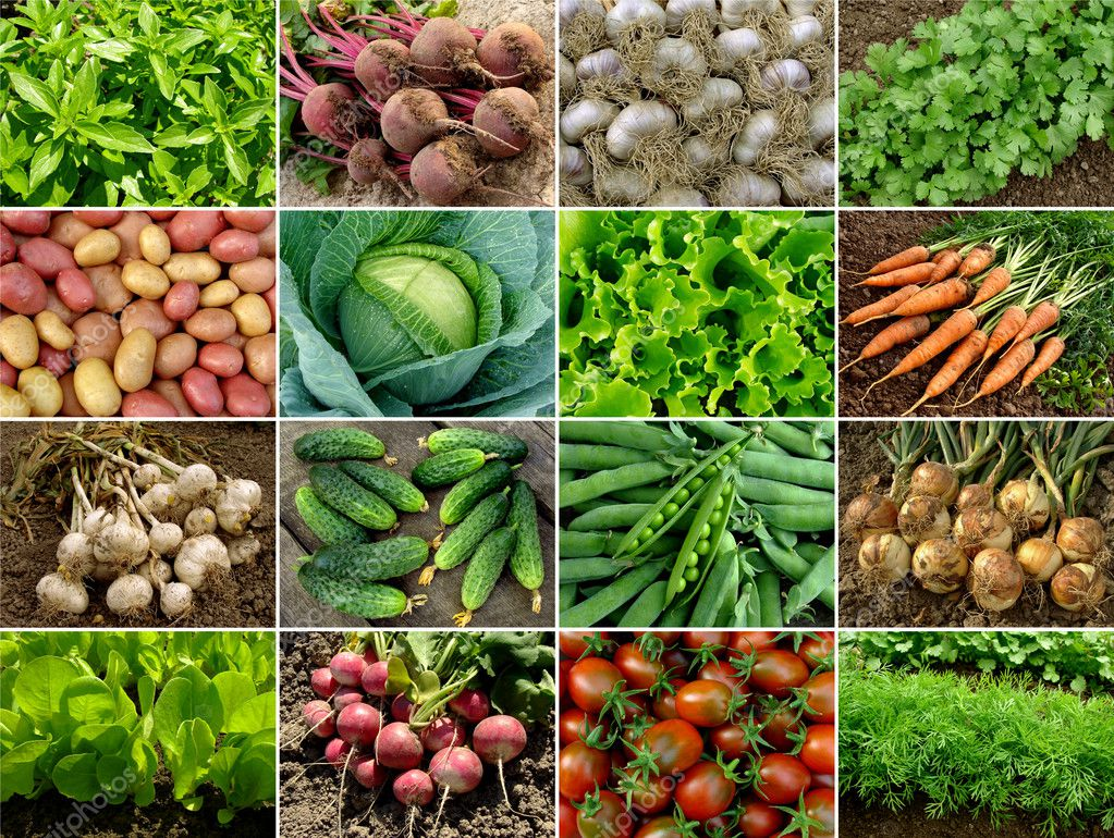 Los Principales Ingredientes que Definen una Gastronomía Los Principales Ingredientes que Definen una Gastronomía