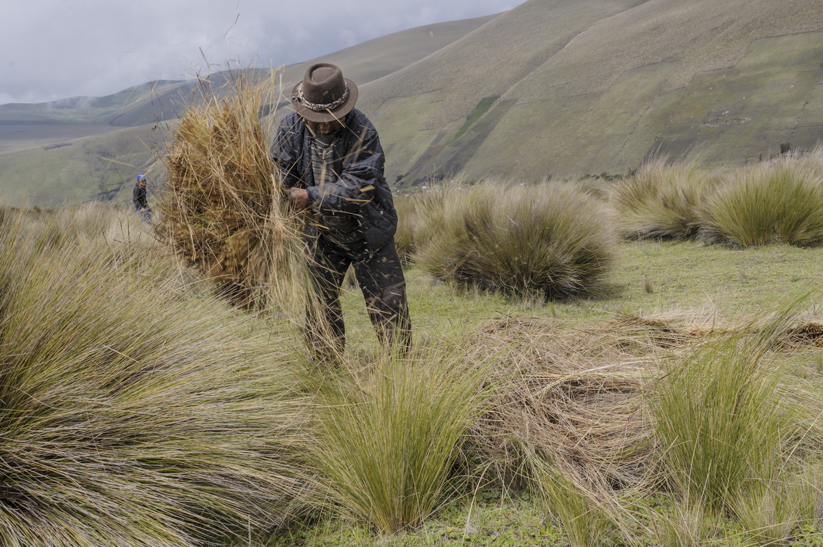 Qué Especies Endémicas se Encuentran en los Páramos Venezolanos Qué Especies Endémicas se Encuentran en los Páramos Venezolanos